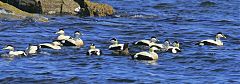 Common Eider